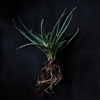 /media/export/cms/Aveda_Institutes/Landing_Page/Roundels/AVEDA INSTITUTES_TEAM ROUNDEL_342x342.jpg